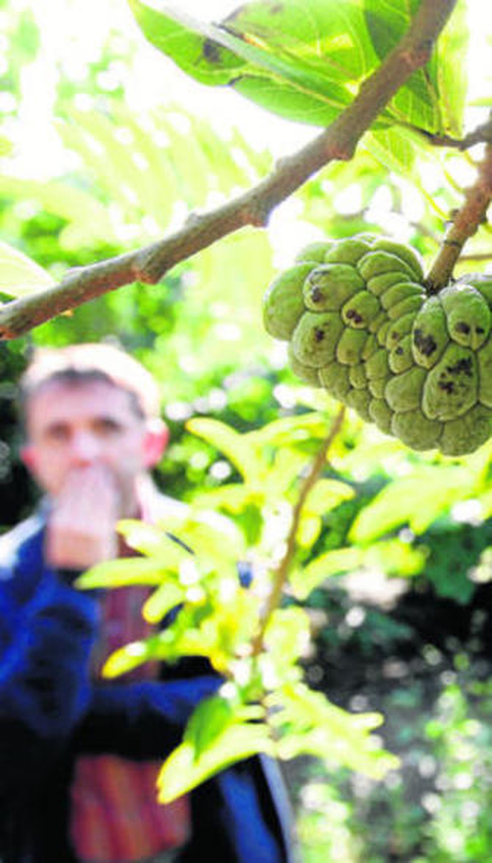 Chirimoyo cultivado en el centro La Mayora.