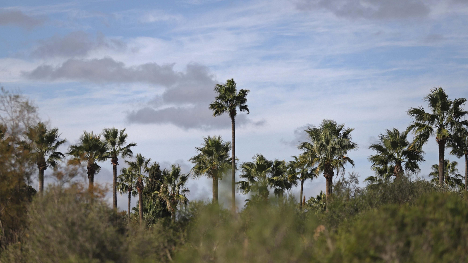 Fotos del estuario del río Guadiaro en San Roque