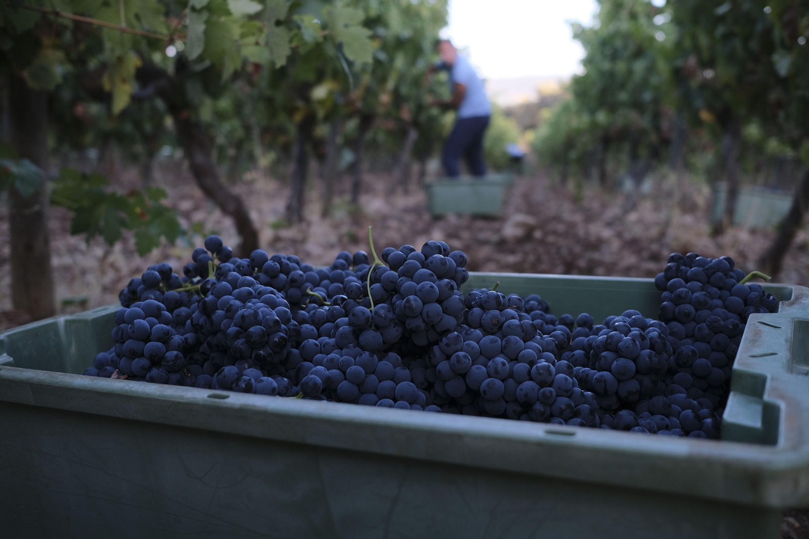 La vendimia de la Serranía de Ronda, en fotos.