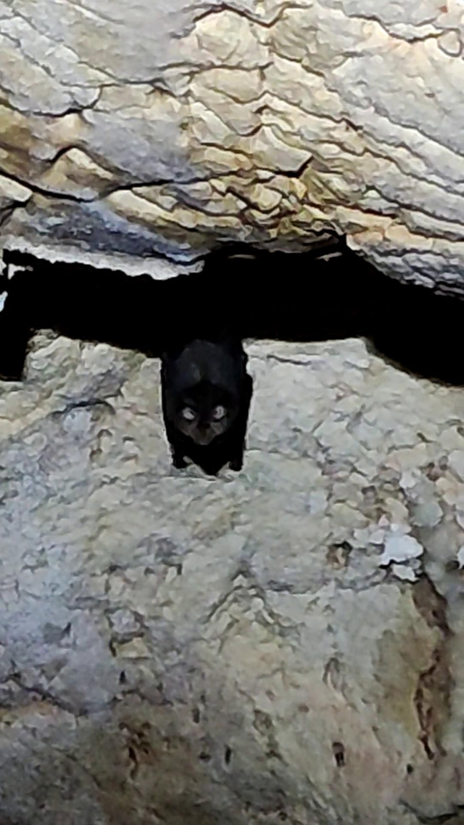 Murciélago en el interior de la cueva.