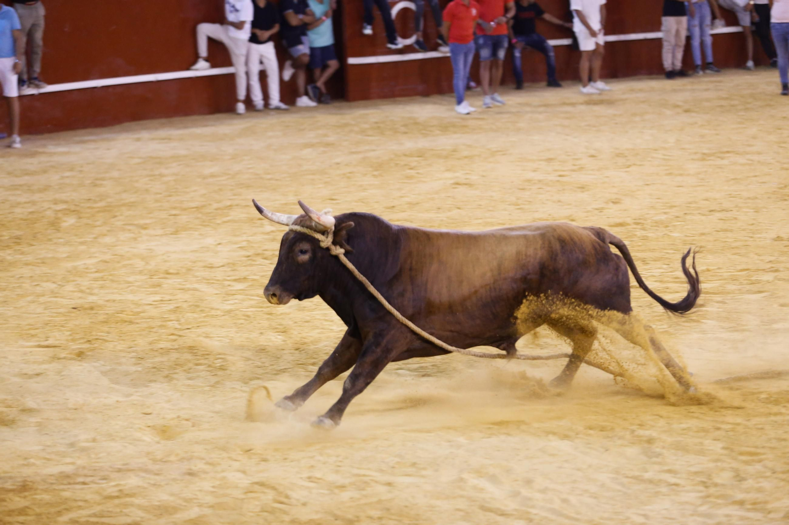 Fotos del Toro del Aguardiente en San Roque
