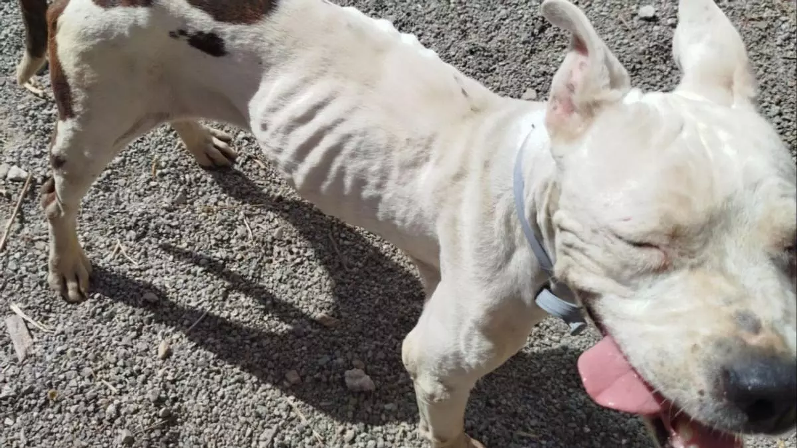 Estado de uno de los últimos perros sacados del centro.