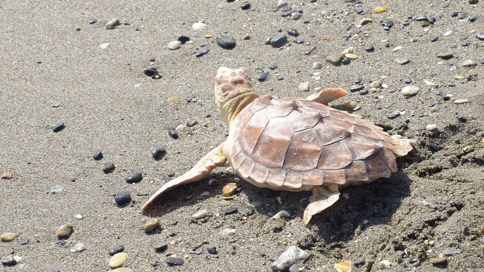 Tortuga 'boba' (Caretta caretta). Tortuga 'boba' (Caretta caretta).