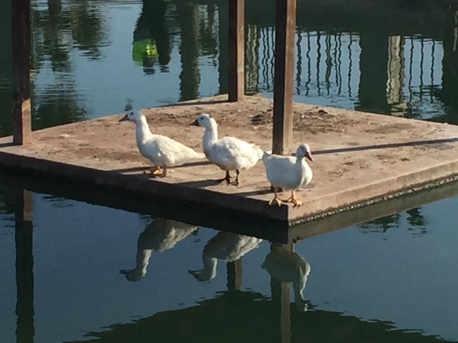 Patos en la plataforma del estanque del parque del Andarax