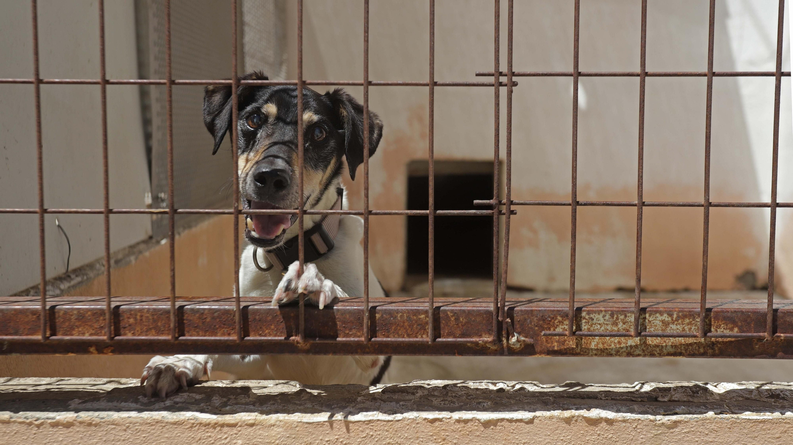 Fotos de la Protectora de Animales y Plantas de Algeciras