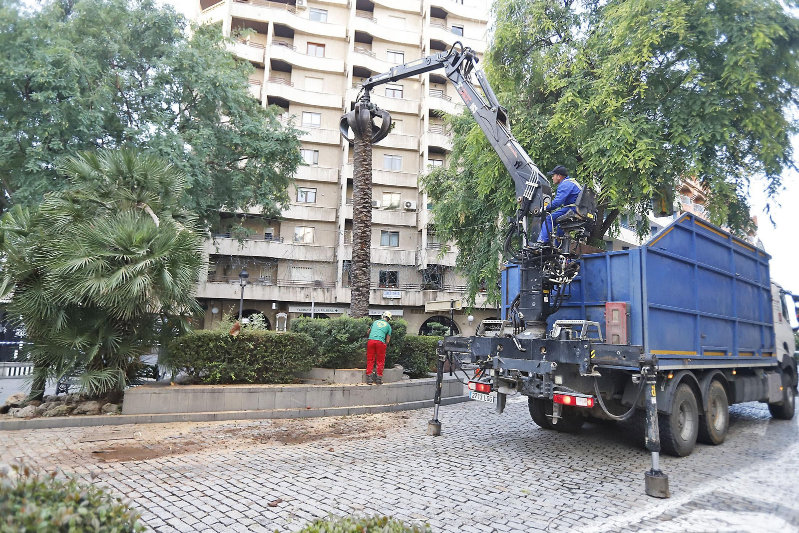 Imágenes de la tala de la emblemática Palmera de Huelva