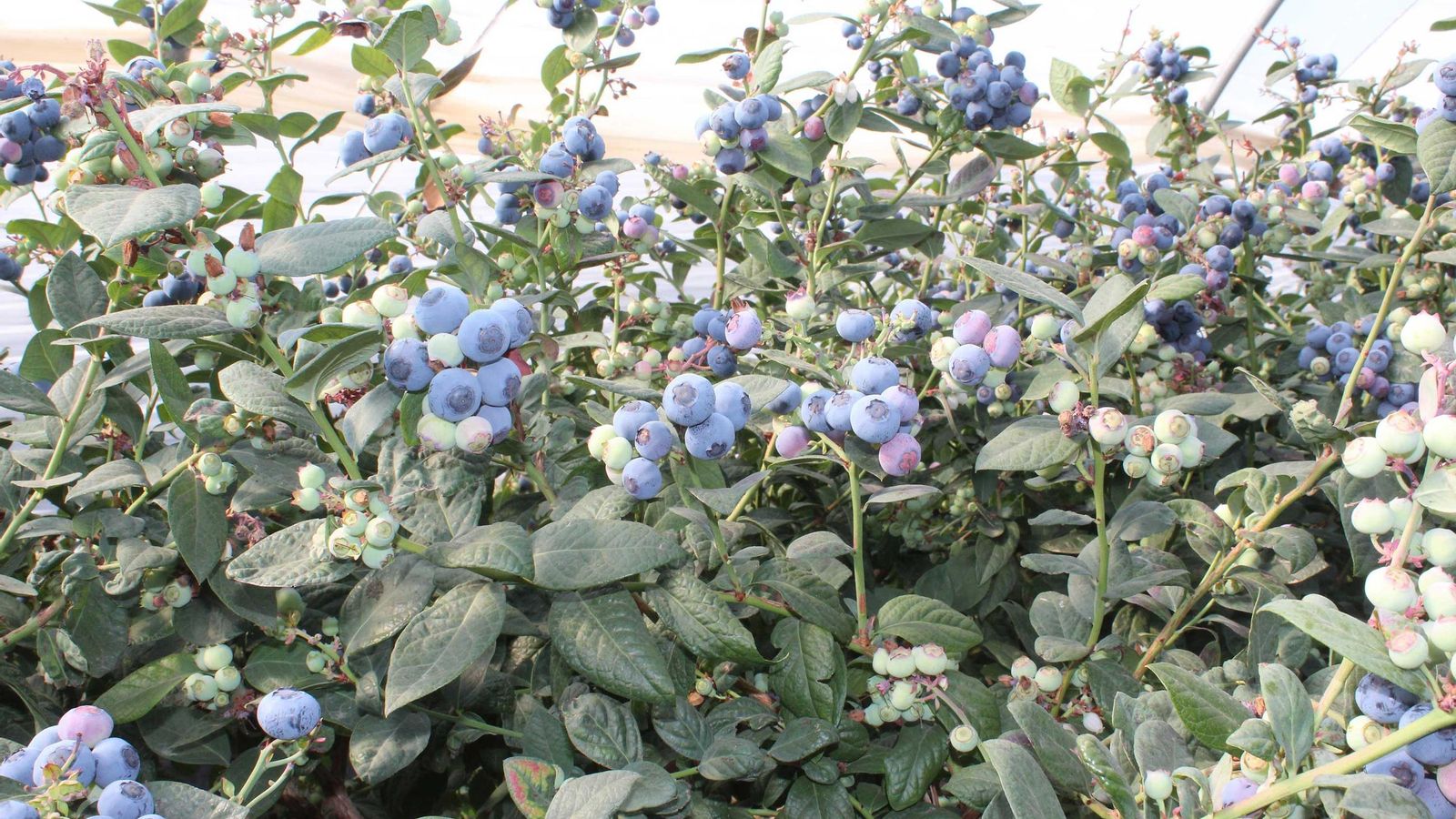 El reconocimiento subraya la alineación de Onubafruit con los 17 Objetivos de Desarrollo Sostenible.