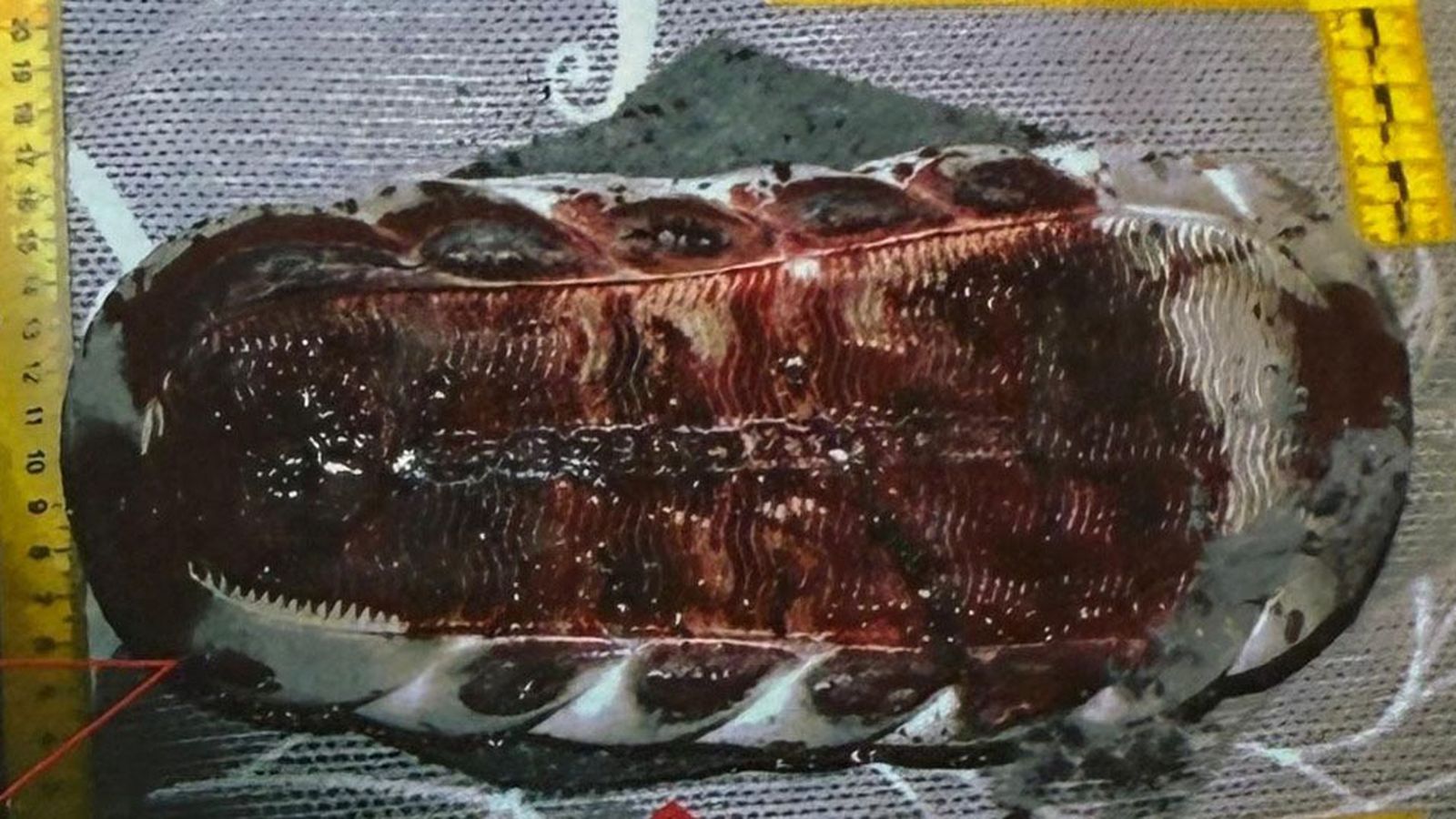 Una de las babuchas ensangrentadas halladas en el escenario del crimen.