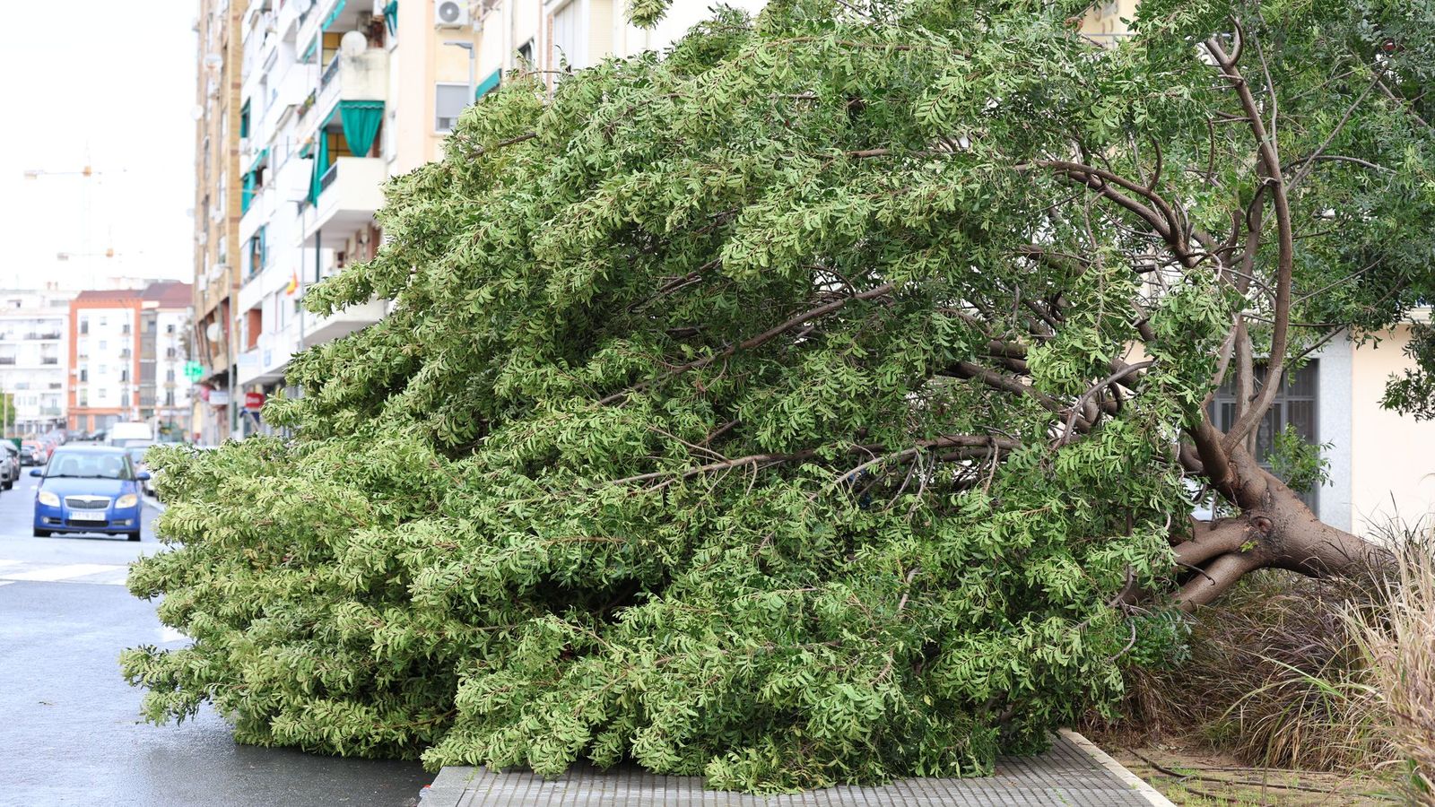 Un árbol caído este sábado en Huelva capital como consecuencia de la borrasca.