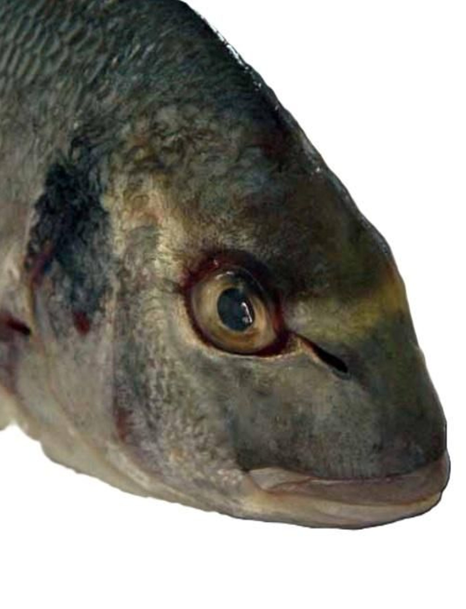 Detalle de cabeza de dorada