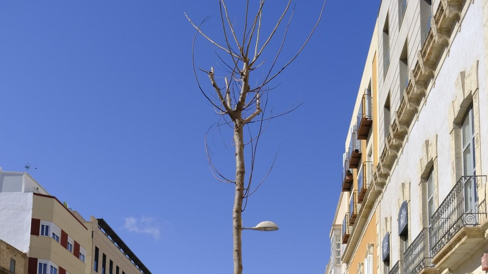 Se espera que los flamboyanes vuelvan a florecer tras los fuertes vientos