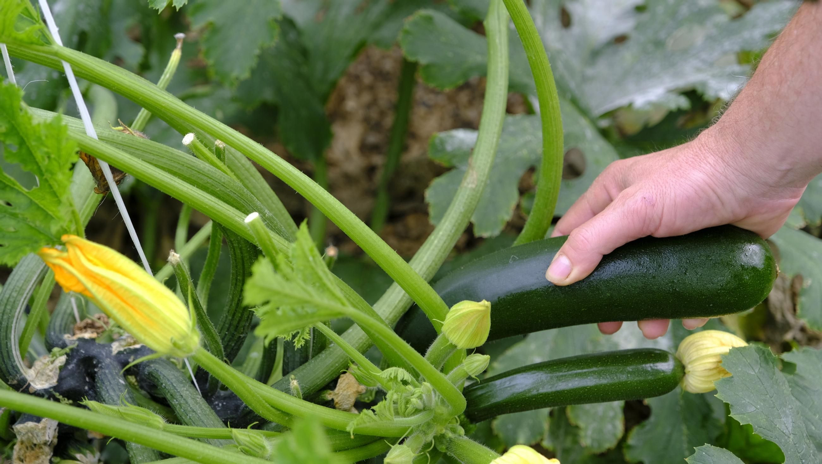 Así han atacado los virus a los calabacinos, en imágenes