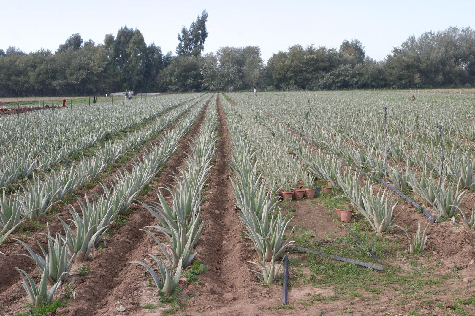 Plantación de aloe vera.