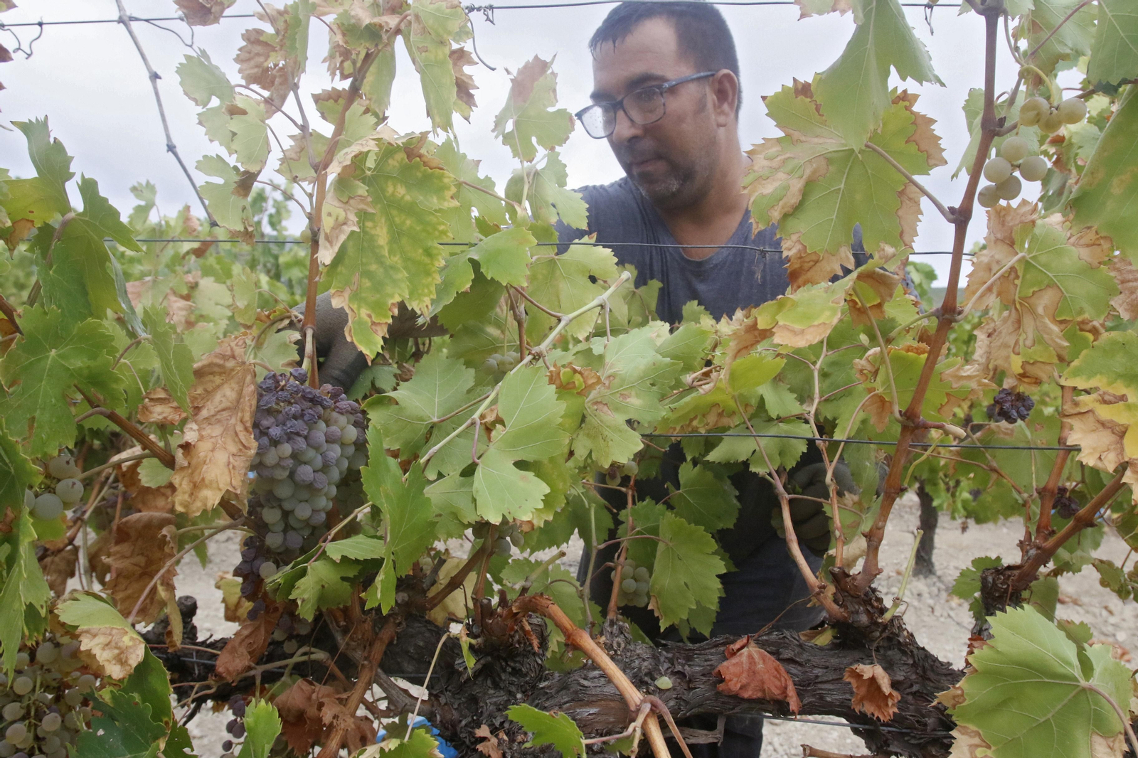 La vendimia en Montilla-Moriles, en fotografías