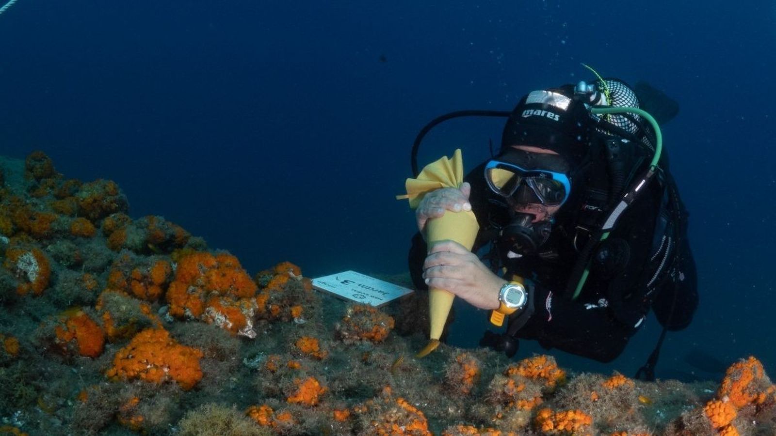 Trabajo sobre corales.