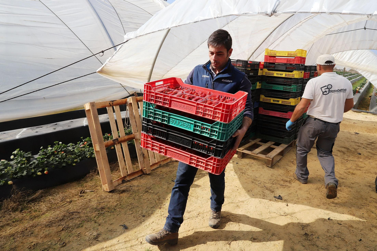Imágenes de la realidad del trabajo en el campo