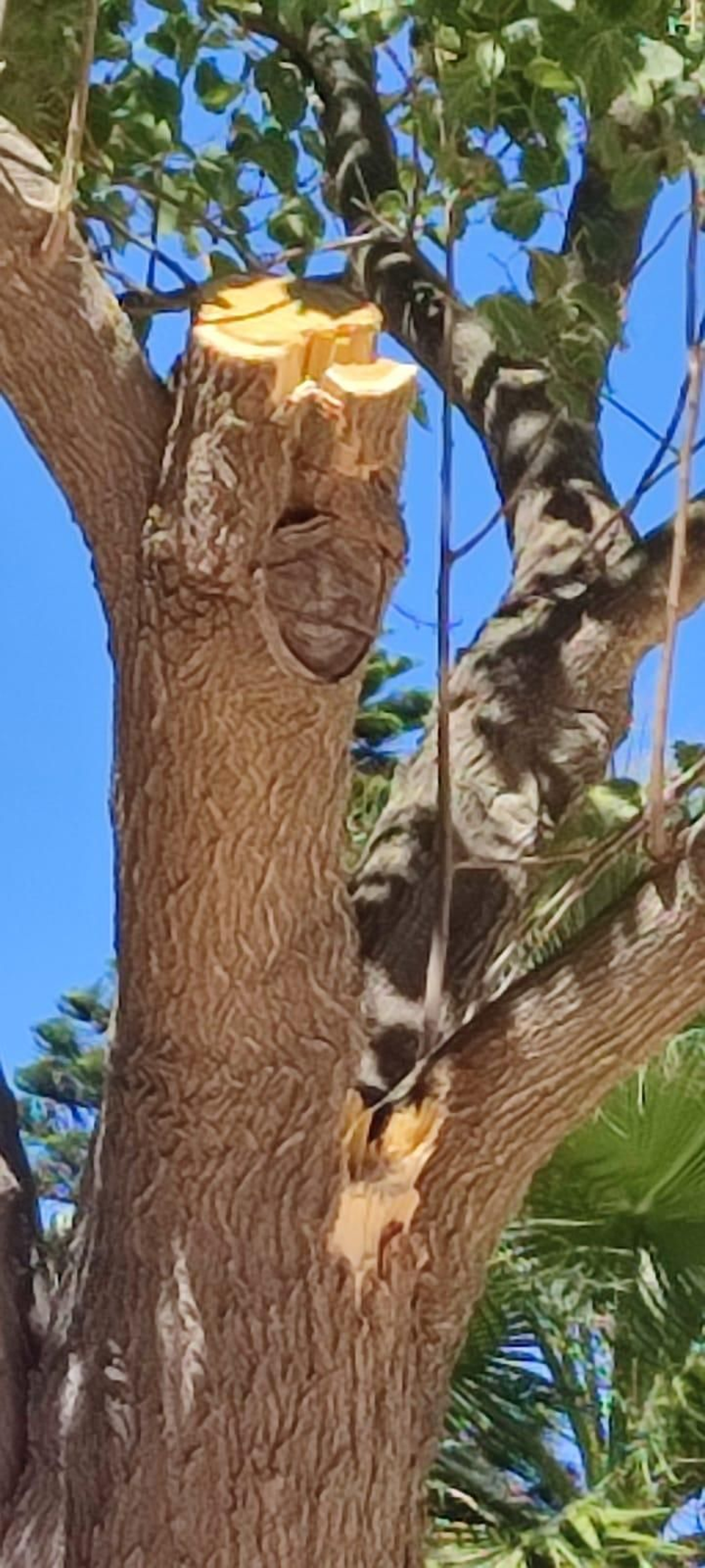 Detalle de una poda denunciada por la plataforma.