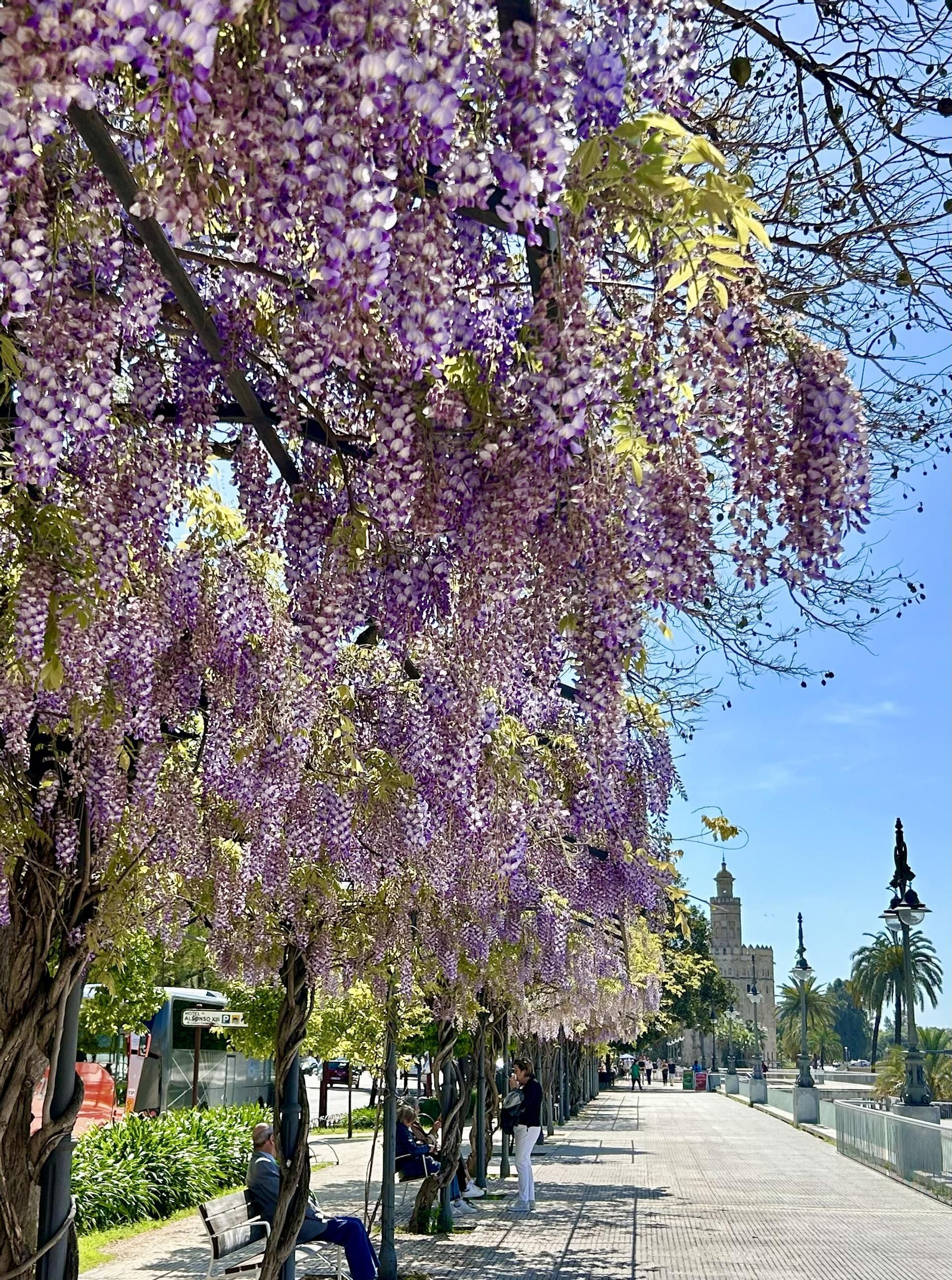 La belleza de las glicinias del Paseo de Cristóbal Colón