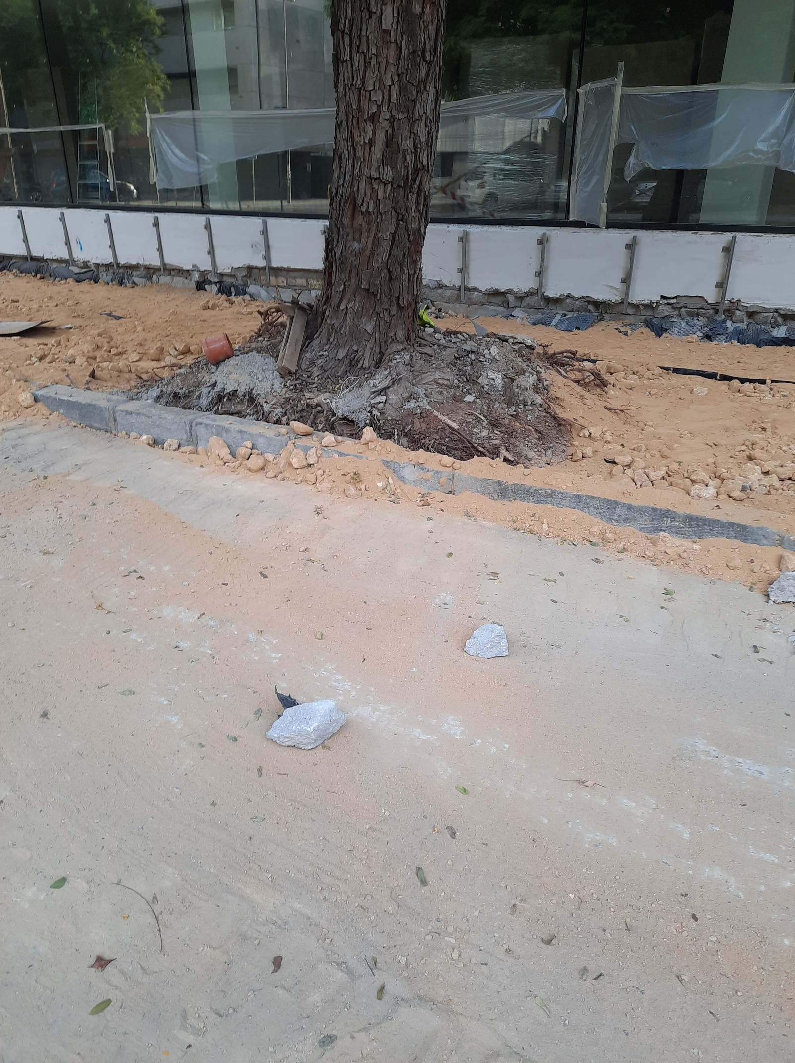 17 de julio de 2022. Antes de la tala. Árboles en Ramón Carande.