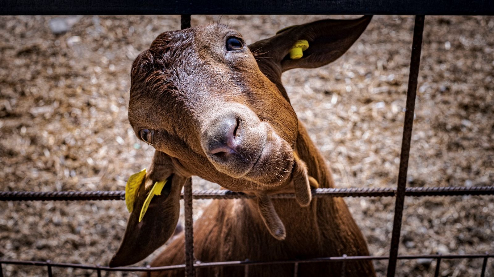 Una cabra coqueta posando para la cámara.