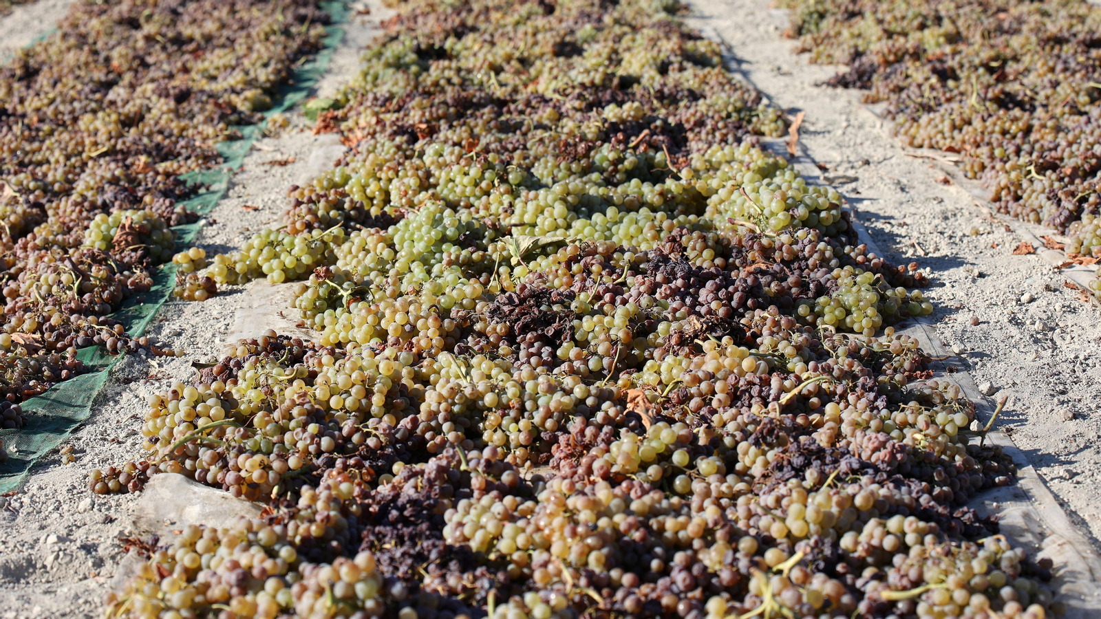 Asoleo de Pedro Ximénez en González Byass