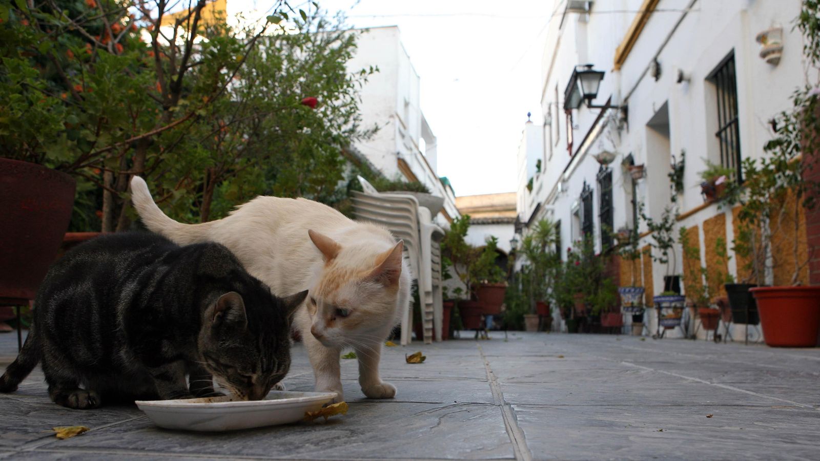 Dos gatos beben leche en el  Corral  La  Cerca Hermosa