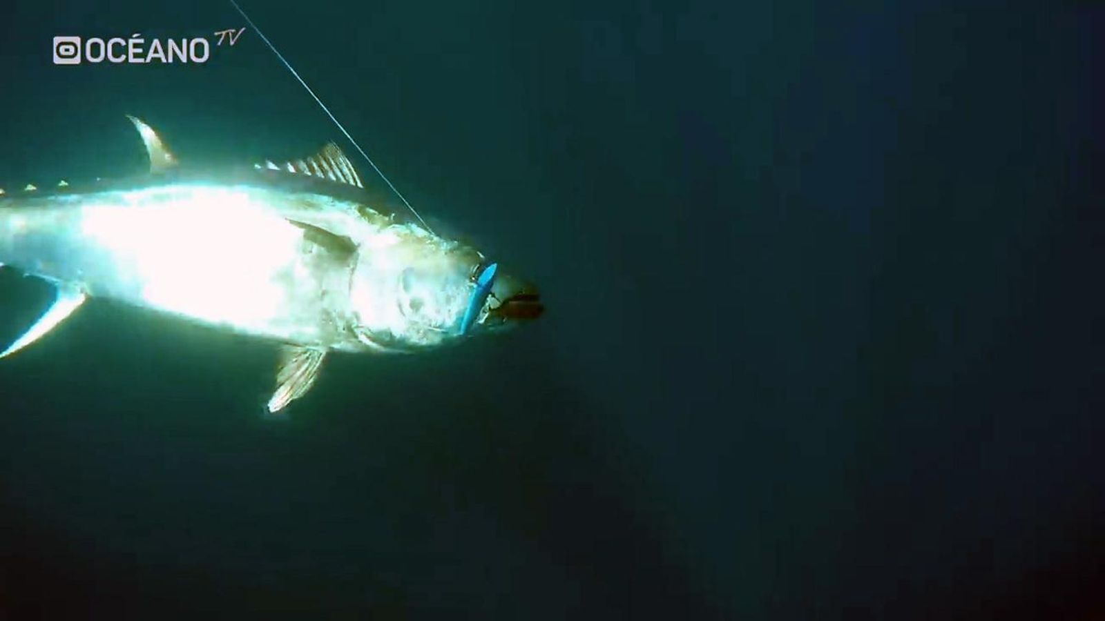 El ejemplar de atún rojo capturado y devuelto al mar arrojó un peso de 244 kilos