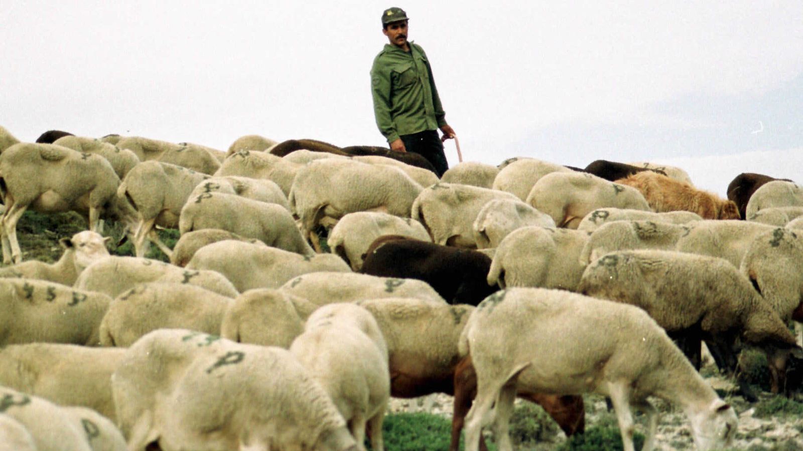 Un pastor ejerciendo su labor.