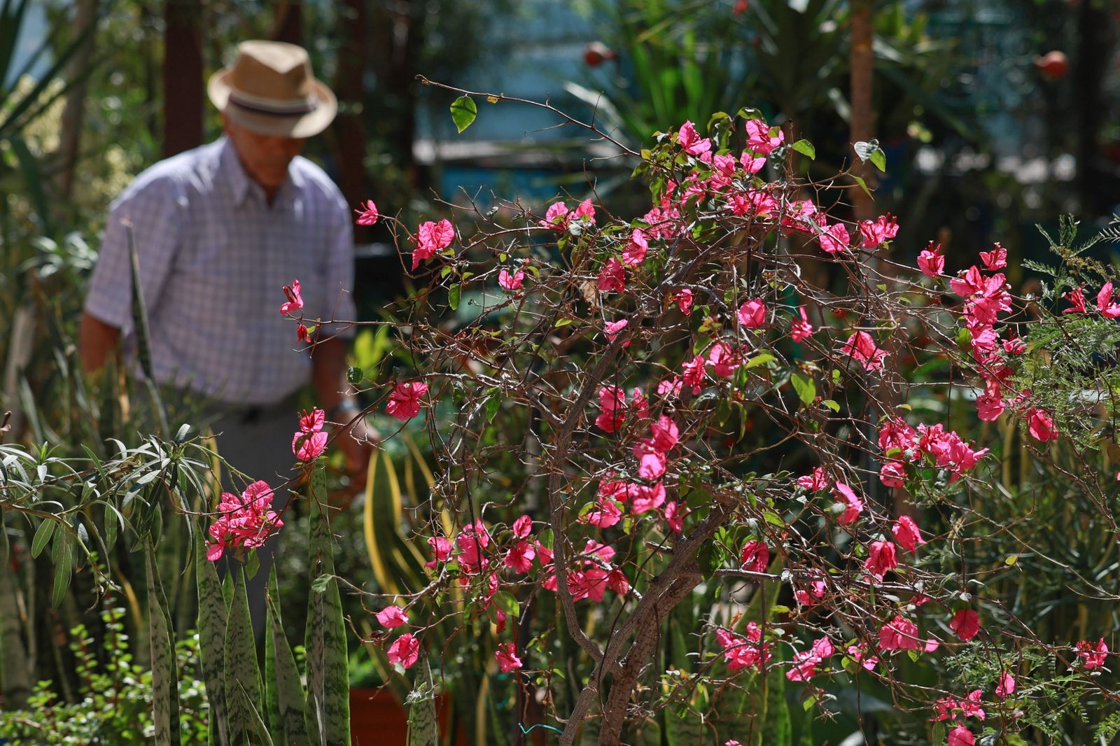 Los corralones de El Perchel y La Trinidad de Málaga, en fotografías