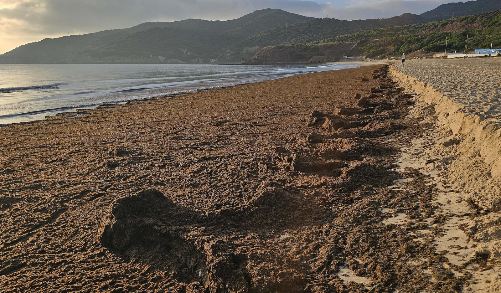 Fotos del nuevo arribazón de alga asiática en la playa de Getares de Algeciras
