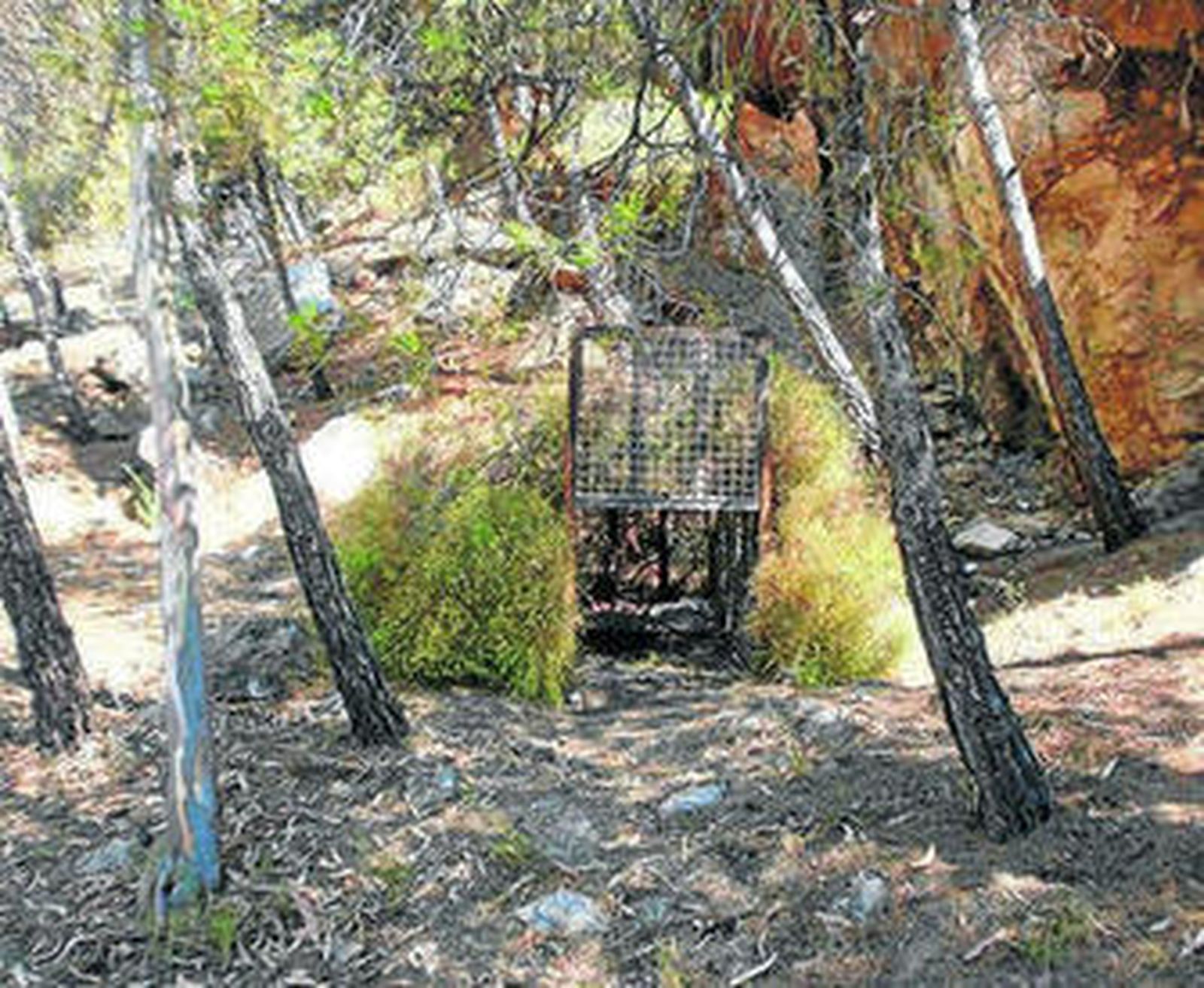 Dispositivo instalado por el Seprona para capturar a la pantera.