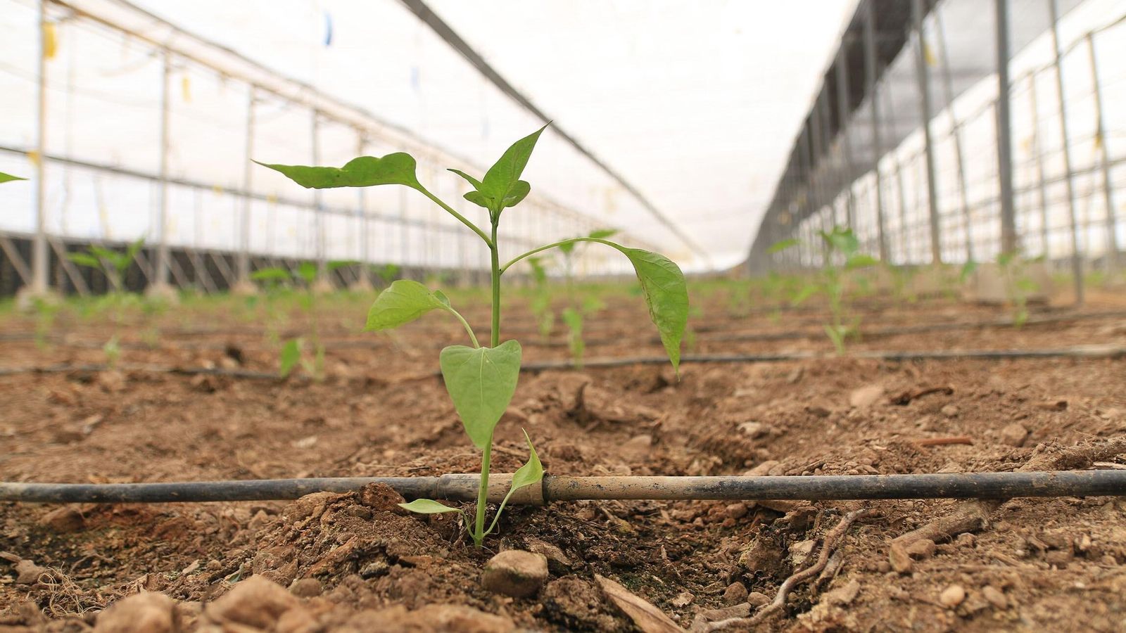 La mata de pimiento, recién sembrada.