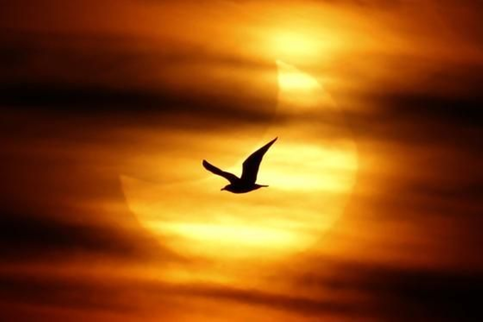 El primer eclipse del año.

Foto: AFP/Reuters