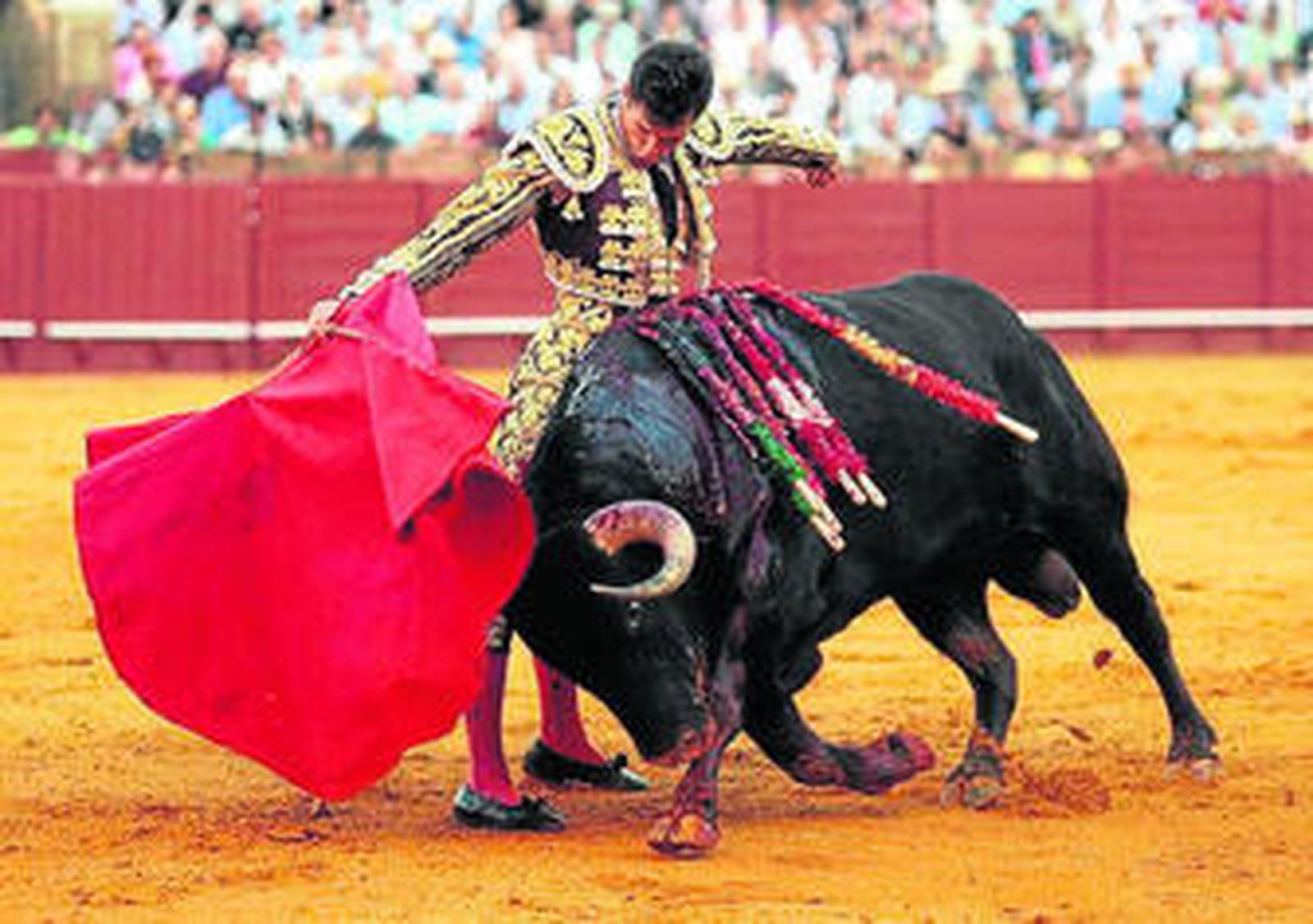 Escribano da un pase de pecho al toro de Miura 'Datilero'; torero, ganadería y toro triunfadores del año pasado.