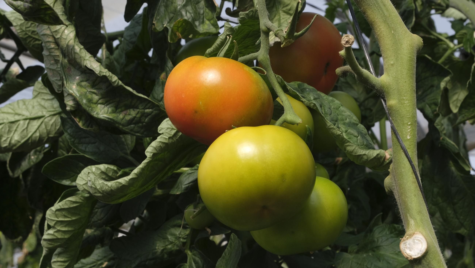50 años de la Estación Experimental Cajamar-Las Palmerillas, en fotos