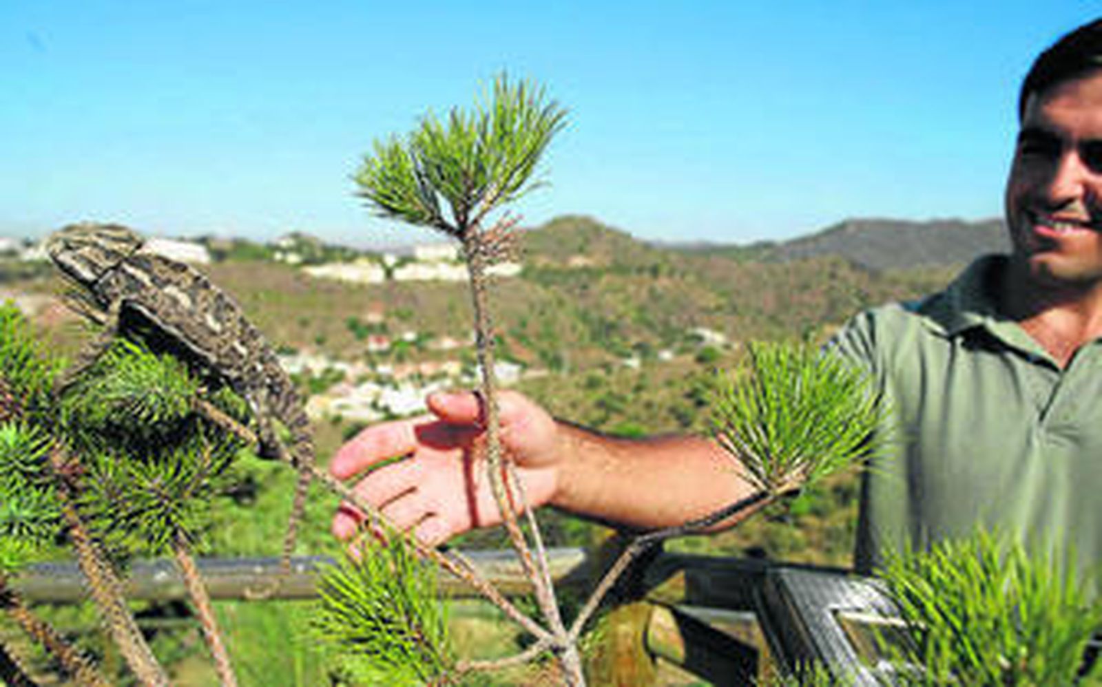 Uno de los reptiles devuelto ayer a su hábitat natural en los Montes de Málaga.