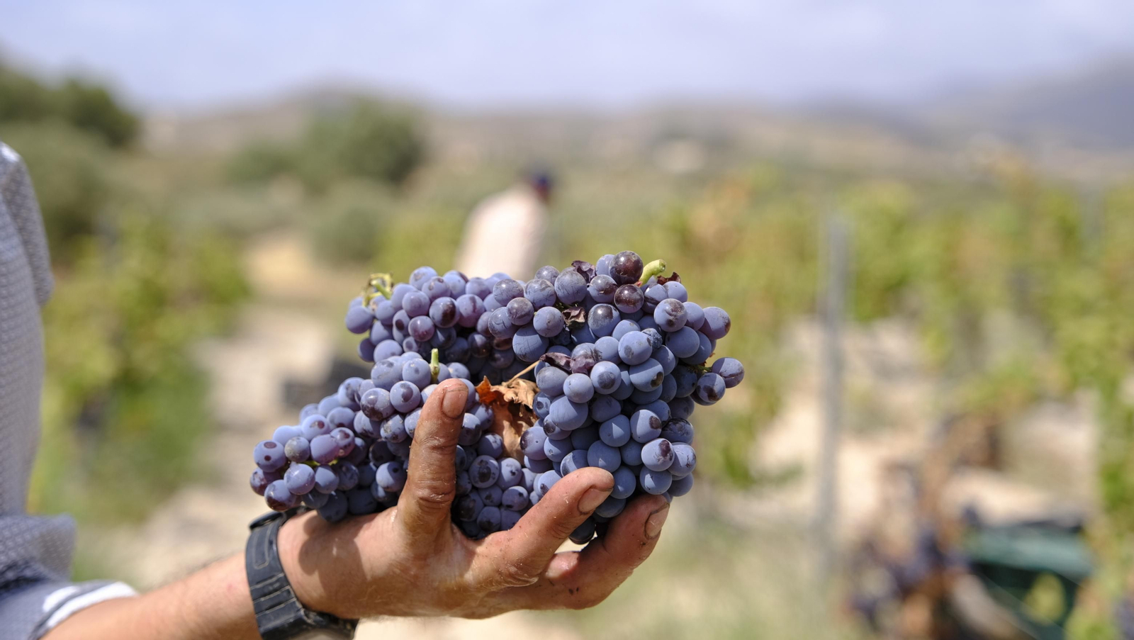 Llega la vendimia a las Bodegas Perfer, en Uleila del Campo