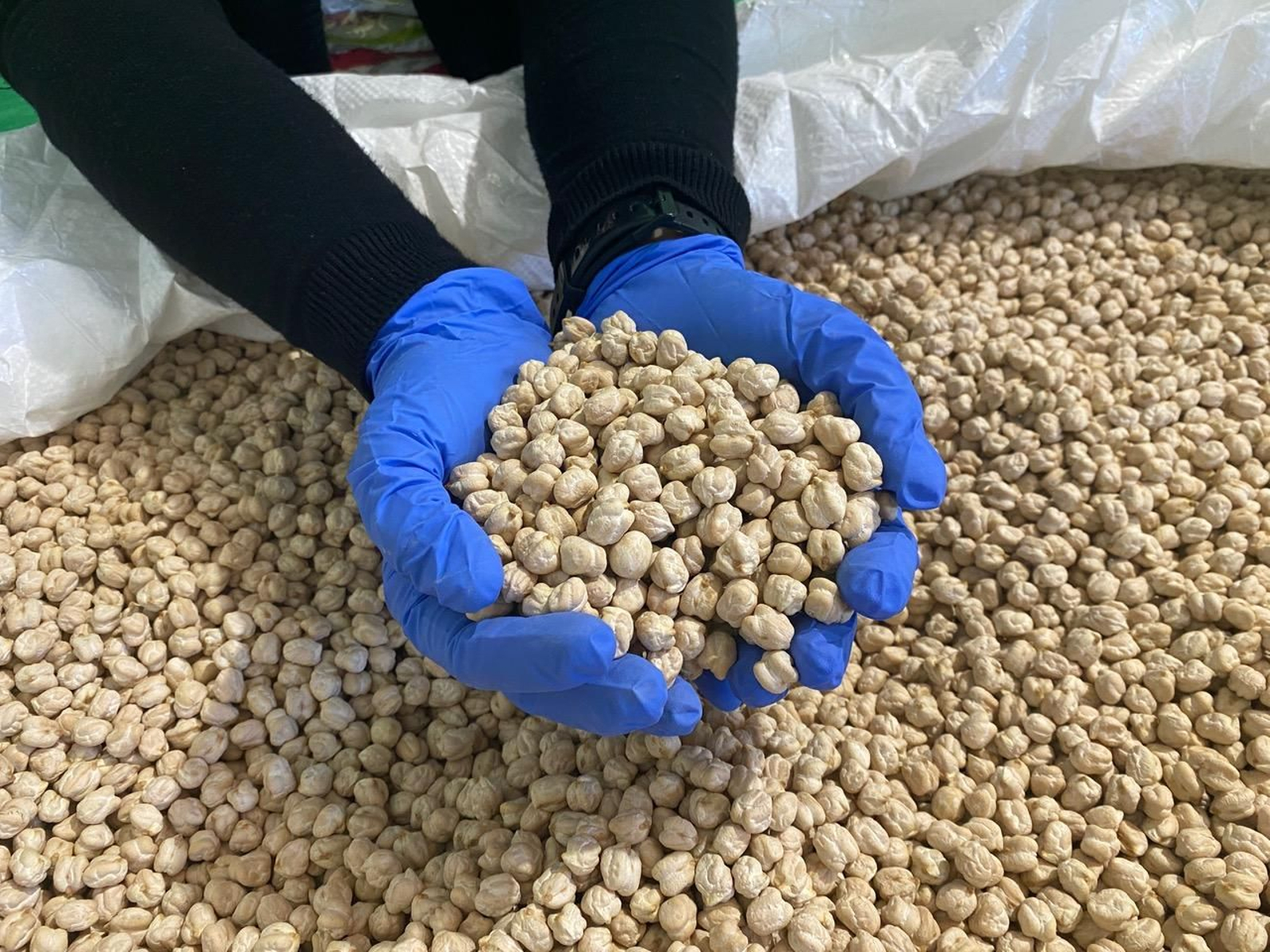 Producción de garbanzos.