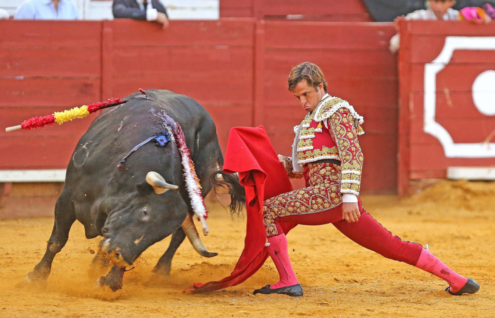 Imágenes de la vuelta de los toros a Jerez Imágenes de la vuelta de los toros a Jerez