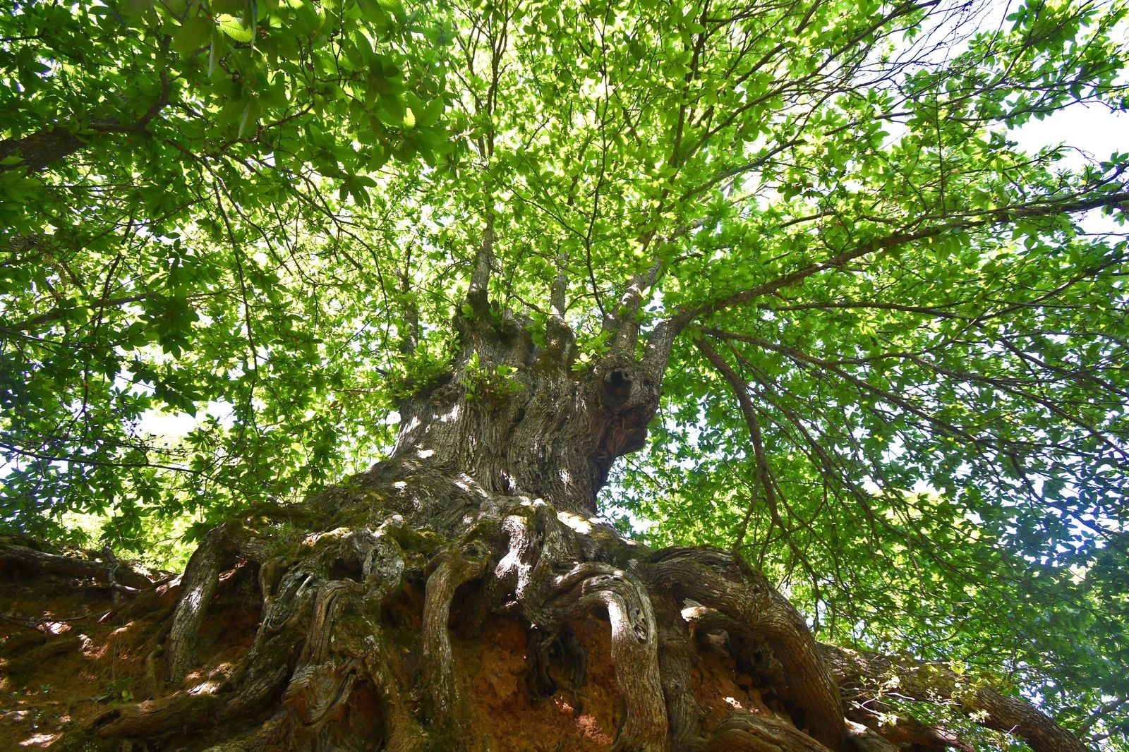 Castaño Abuelo situado en Pujerra.