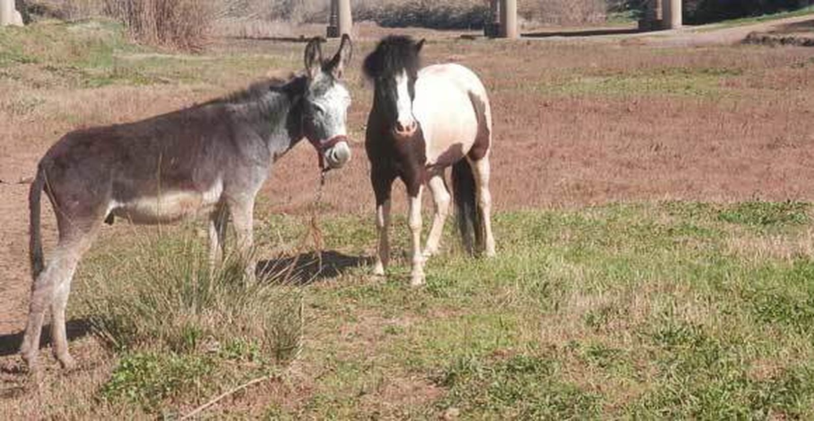 Imputado por dejar animales sueltos en la vía