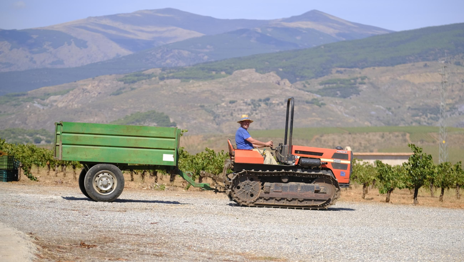 La vendimia en la Bodega Cortijo del Cura de Laujar, en imágenes