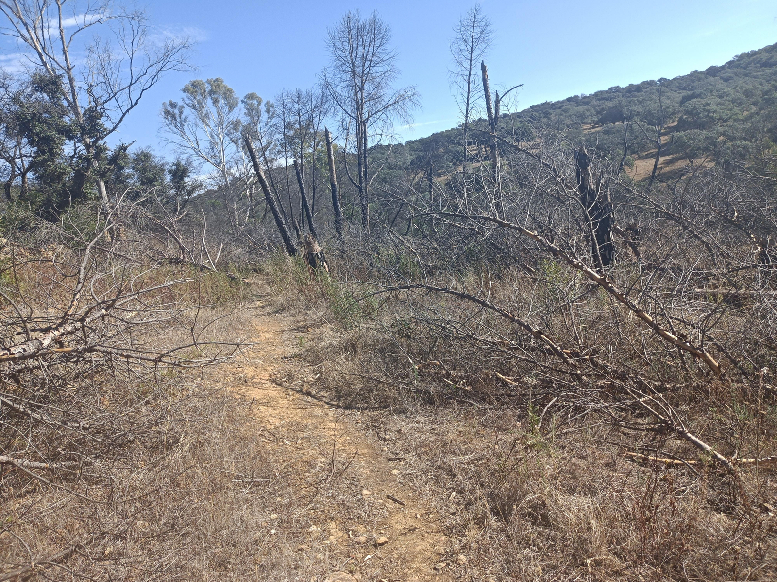 La vegetación vuelve a ser más densa por esta zona.
