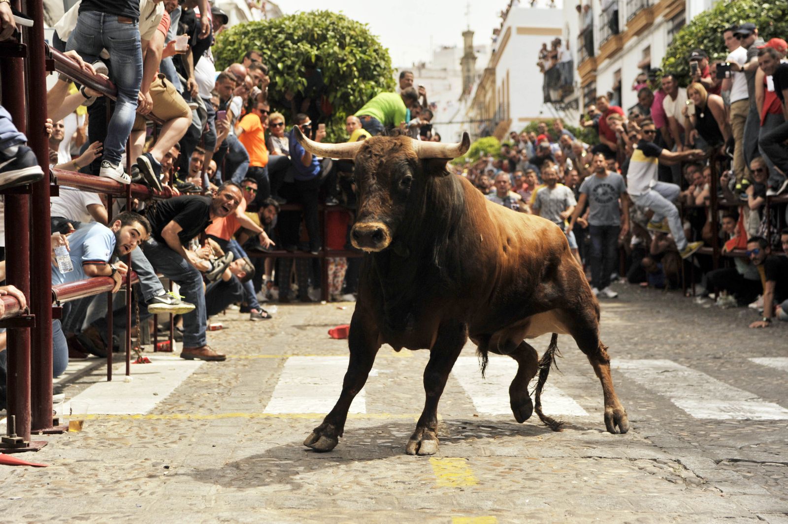 Las imágenes del Toro del Aleluya