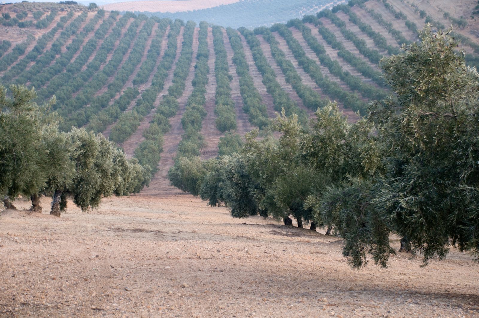 Paisaje de olivar.