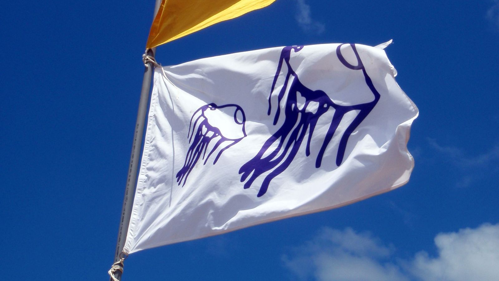 La bandera de medusas junto a la bandera amarilla.