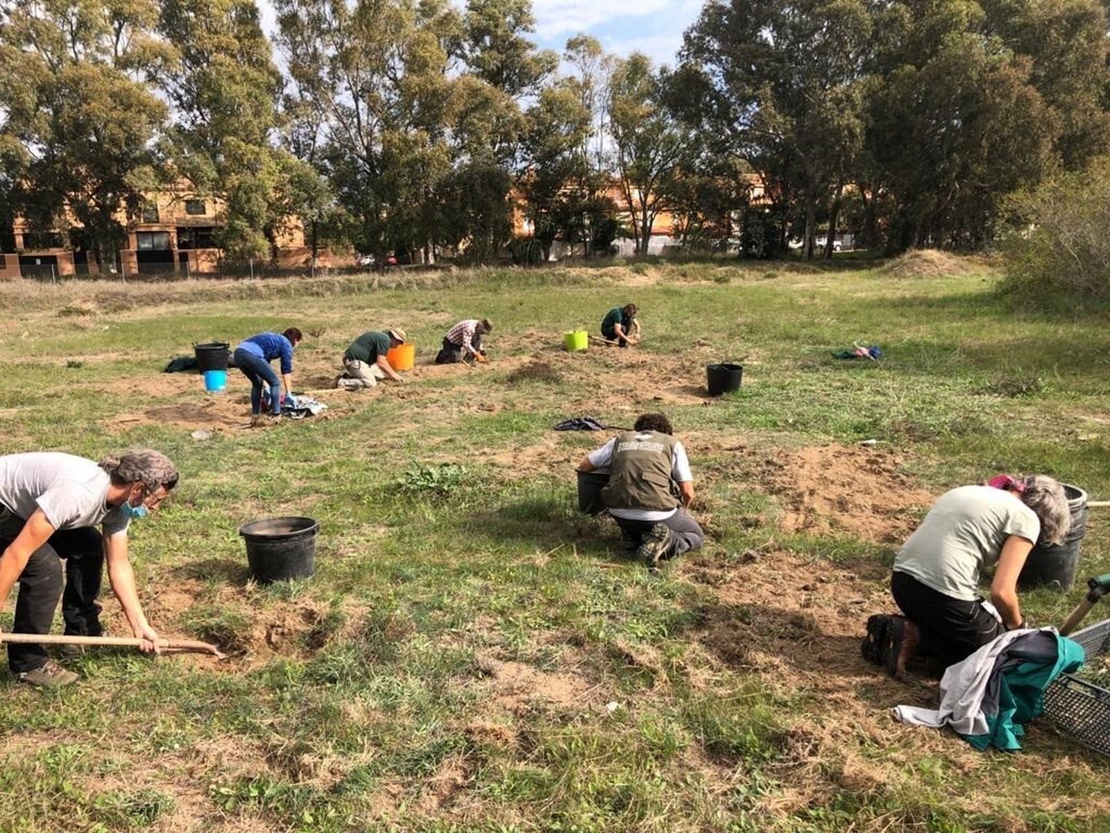 Trabajos de rescate de bulbos de Muscari Parviflorum en la zona de Guadalmar.