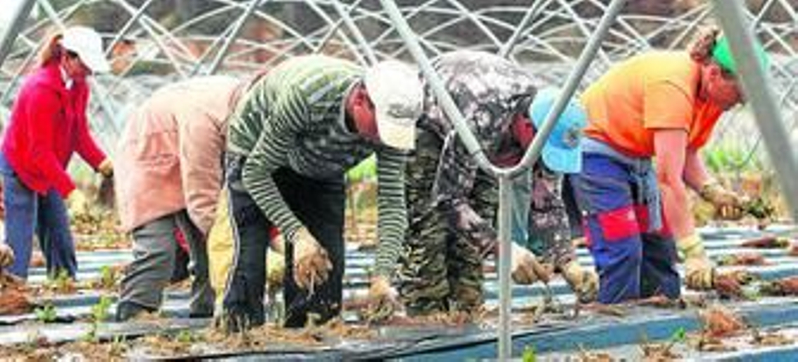 La fase de plantación de la fresa, que acaba de concluir, ha necesitado al 80% de los contratos en origen que se autorizaron.