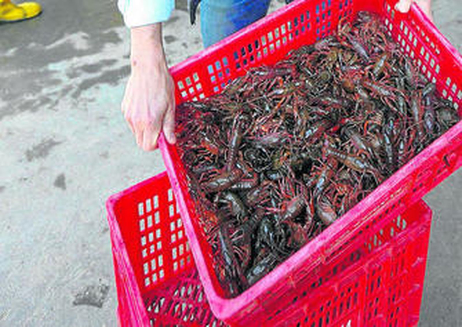 La Diputación, satisfecha con el Plan de control del cangrejo rojo que permitirá comercializarlo