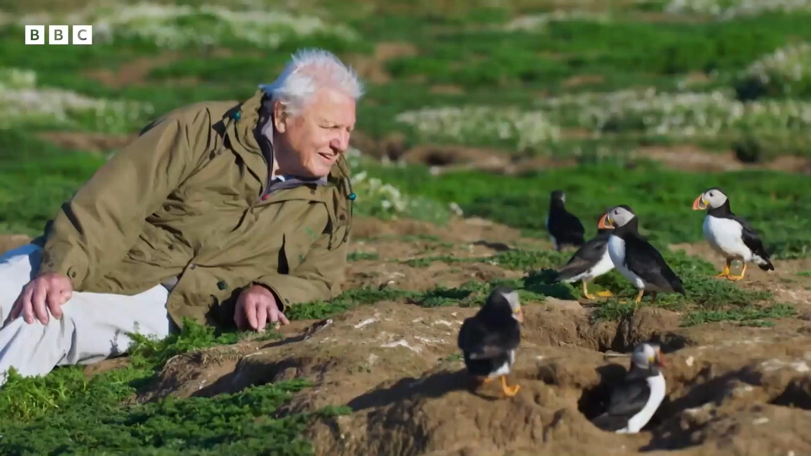 David Attenborough, el principal naturalista de la BBC, con unos frailecillos
